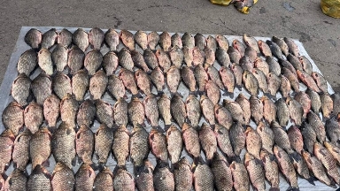 Оралда 274 келі заңсыз балық тәркіленді