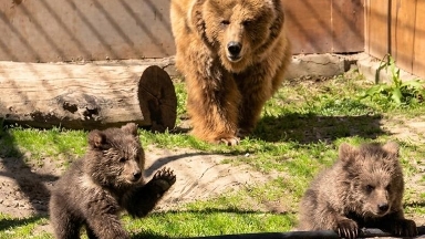 Алматы зообағында Қызыл кітаптағы аюлар дүниеге келді