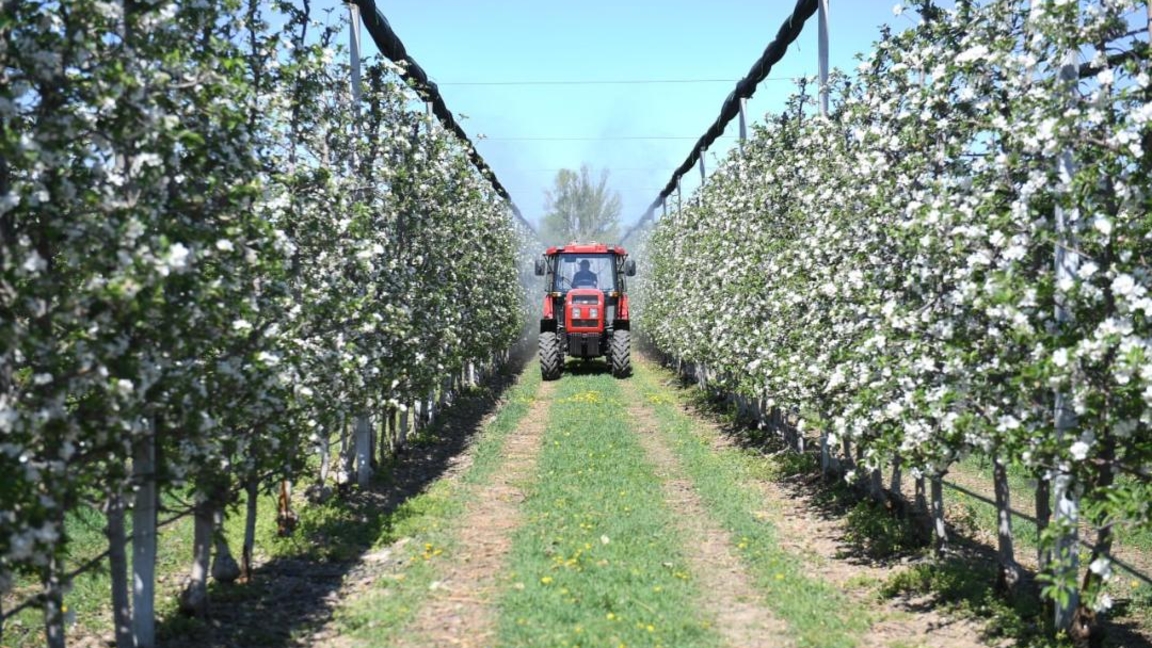 Алматы облысында алма бақтар гүлдеді