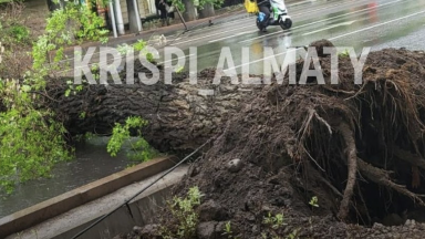 الماتىدا جول بويىنا ۇلكەن اعاش قۇلاپ، قوزعالىس قيىندادى