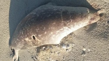 Каспий жағалауынан 100-ге жуық итбалықтың өлексесі табылды