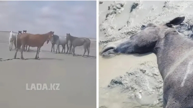 Толассыз жауыннан Маңғыстауда 100-ден астам жылқы қырылған