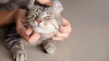 Марғаудың құны 43 мың теңге: мысықтың баласын өлтірген әйел жауапқа тартылды