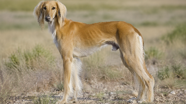 Қазақстанда жаңа мереке пайда болды