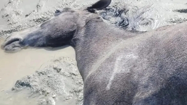 Маңғыстауда ондаған жылқы қырылды: әкімдік пікір білдірді