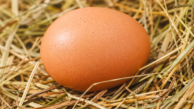 Қазақстанға тауық жұмыртқасын әкелуге жарты жылға тыйым салынды