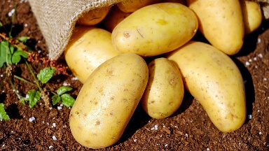 Картопты заңсыз сатқандарға 2 млн теңгеден астам айыппұл салынды